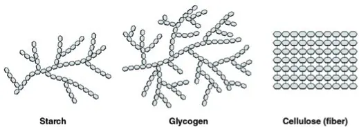 Starch, glycogen, and cellulose (fiber) are all types of polysaccharides.
