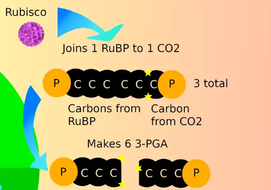 The image is a cropped portion of the first diagram showing the steps of carbon fixation.