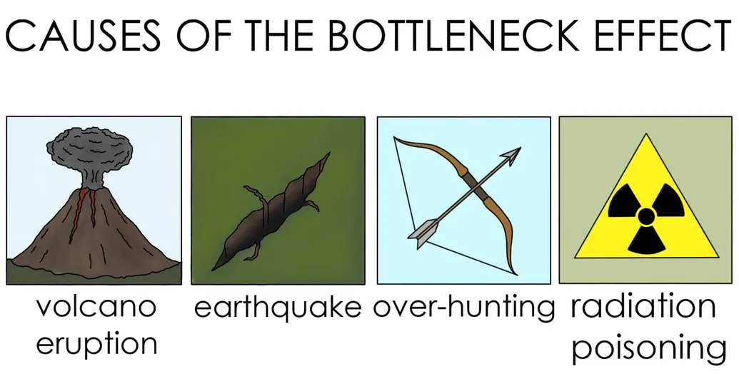 Several causes of the bottleneck effect are pictured. Images include volcano eruptions, earthquakes, over-hunting by humans, and radiation poisoning.