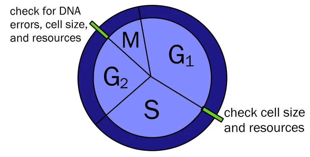 This is an image showing the cell cycle. After G1 phase, there is a check for cell size and resources. After G2 phase, there is a check for DNA errors, cell size, and resources.