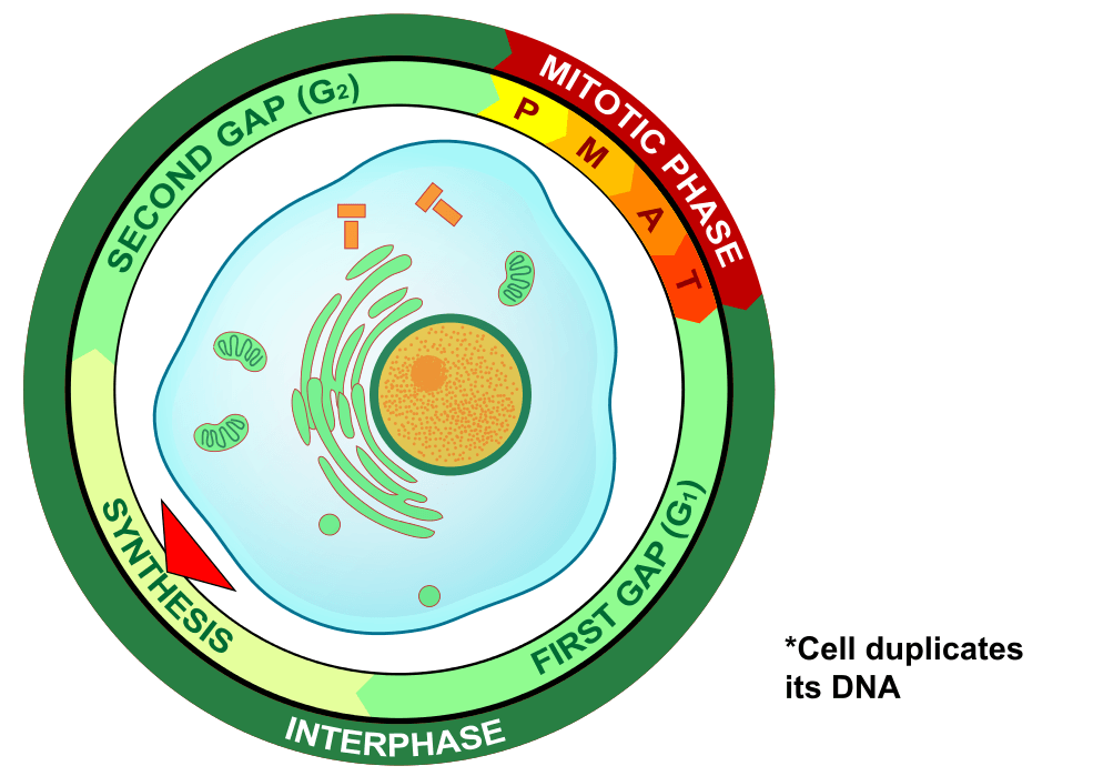 During the S phase, the cell duplicates its DNA.