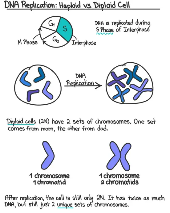 DNA replication: haploid versus diploid cell. DNA is replicated during the S phase of the cell cycle. Diploid cells have 2 sets of chromosomes. One comes from mom, the other from dad. Before DNA replication, each chromosome has 1 chromatid. After replication, each chromosome has 2 chromatids. After replication, the cell is still only 2N (diploid). It has twice as much DNA, but still just 2 unique sets of chromosomes.