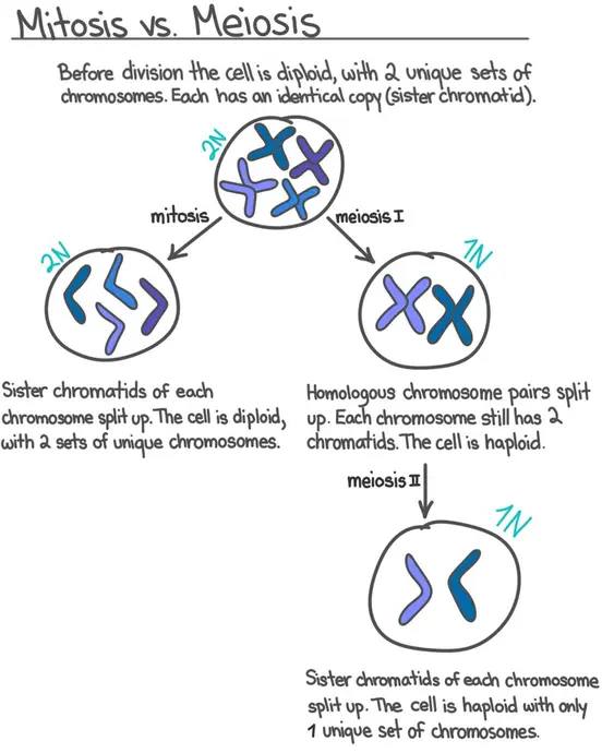 Mitosis versus meiosis. Before division, the cell is diploid, with two unique sets of chromosomes. Each has an identical copy (sister chromatid). During mitosis, sister chromatids split up. The cell is diploid, with 2 sets of unique chromosomes. During meiosis I, homologous chromosome pairs split up. Each chromosome still has 2 chromatids. The cell is haploid. During meiosis II, sister chromatids split up. The cell is haploid, with just 1 set of unique chromosomes.
