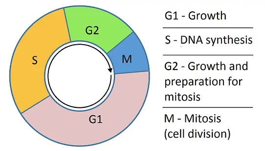 A diagram of the cell cycle.