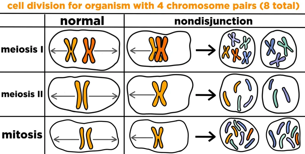 A chart showing cell division for an organism with four pairs of chromosomes, eight in total. In meiosis 1, two homologous chromosomes separate, but they don't if nondisjunction occurs. If they don't separate, one of the daughter cells ends up with an extra chromosome and the other is missing a chromosome. In meiosis 2, sister chromatids separate. If nondisjunction occurs, then both chromatids end up in one daughter cell while the other cell doesn't get a copy. In mitosis, sister chromatids separate unless nondisjunction occurs. Then, one cell ends up with both chromatids and the other cell gets none.