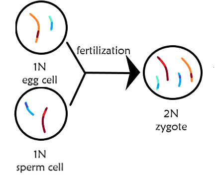 A diagram of the fertilization of egg and sperm, and the resulting zygote.