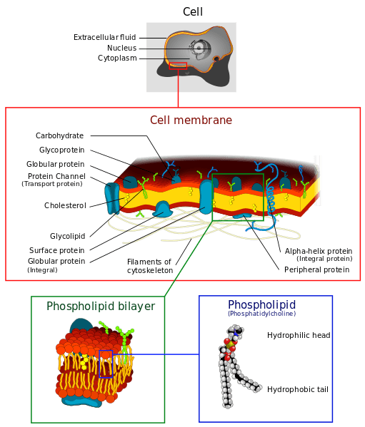 A cell surrounded by a cell membrane. The cell membrane is made of a phospholipid bilayer.