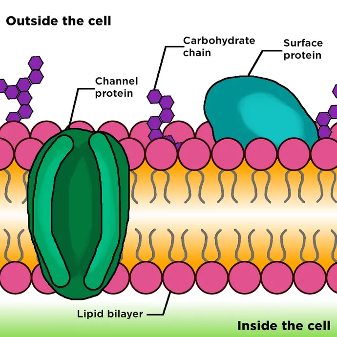 This image shows a cell membrane with a channel protein, a surface protein, and carbohydrate chains. The membrane itself is made of a lipid bilayer.
