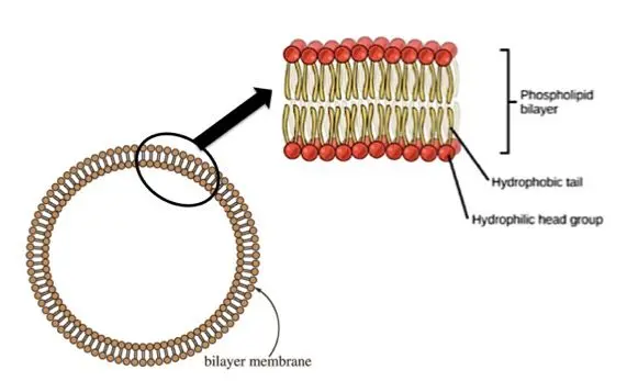 The cell membrane is actually a phospholipid bilayer.