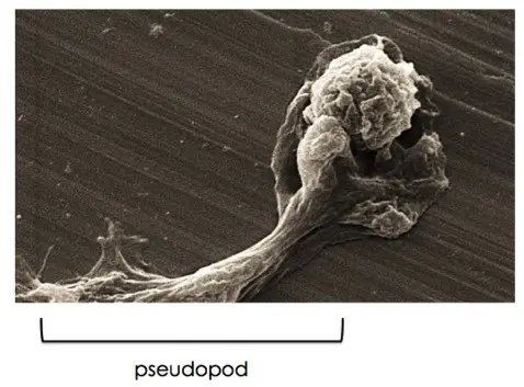 The cytoskeleton can extend into parts that stick out of the cell, like pseudopods.