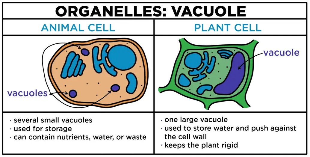 Organelles: vacuole. In an animal cell, there are several small vacuoles. They can be used for storage of nutrients, water, or waste. In plant cells, there is one large vacuole. It can be used for storage of water and to push against the cell wall. It keeps the plant rigid.