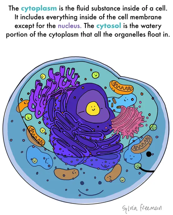 This is a cartoon illustration explaining what the cytoplasm is, as well as the difference between cytoplasm and cytosol. The image shows a happy eukaryotic cell with cute organelles floating in it. The image text reads: The cytoplasm is the fluid substance inside of a cell. It includes everything inside of the cell membrane except for the nucleus. The cytosol is the watery portion of the cytoplasm that all the organelles float in.