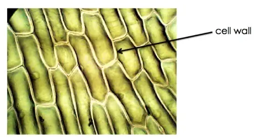 Image of plant cells with an arrow pointing to a cell wall.