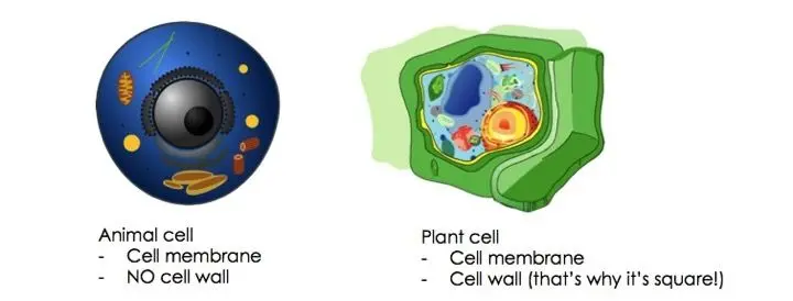 Animal cells have a cell membrane but no cell wall. Plant cells have a cell membrane and a cell wall (that's why they're square).