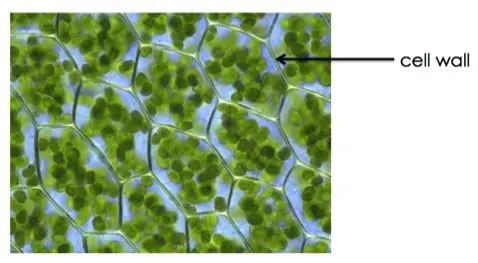 Cell walls in the shape of hexagons