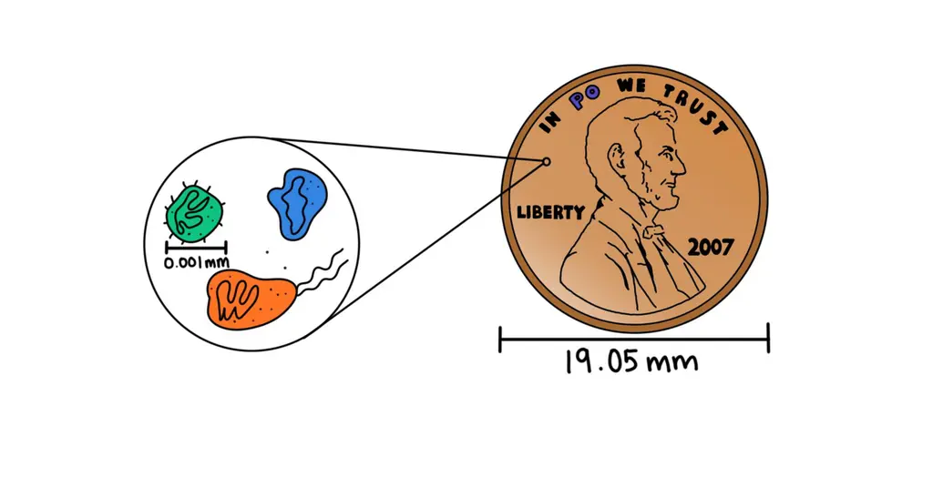 The size of a single-celled organism compared to the size of a penny.