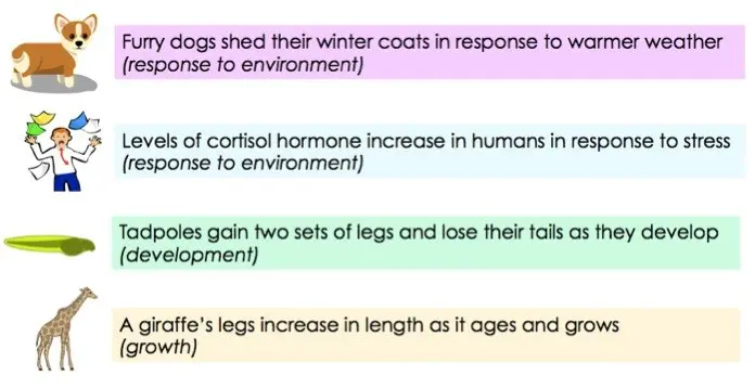 Furry dogs shed their winter coats in response to warmer weather (response to environment). Level of cortisol hormone increase in humans in response to stress (response to environment). Tadpoles gain two set of legs and lose their tails as they develop (development). A giraffe's legs increase in length as it ages and grows (growth).