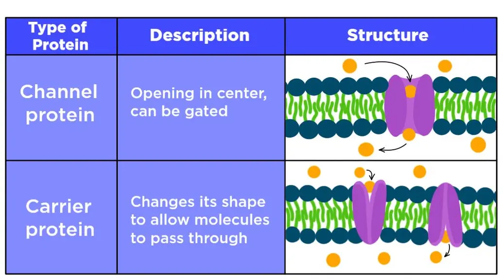 Channel proteins are open in the center and can have gates. Carrier proteins change their shape to allow molecules to pass through.