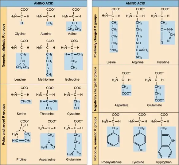 There are 20 amino acids.