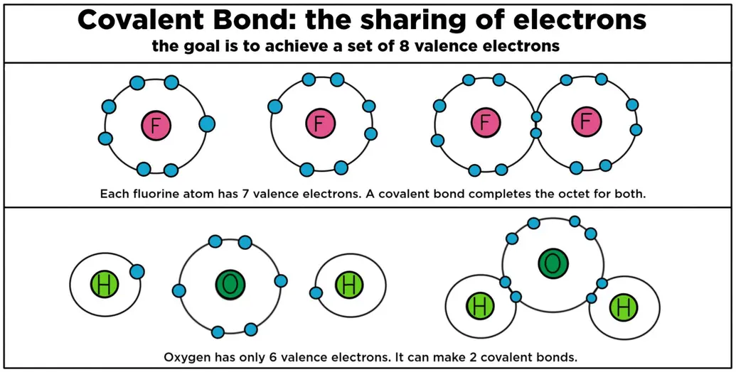 A covalent bond is based on the sharing of electrons. The goal is to achieve a set of eight valence electrons. Each fluorine atom needs one more electron. A covalent bond forms to make difluorine. Oxygen has only six valence electrons so it can make two covalent bonds.
