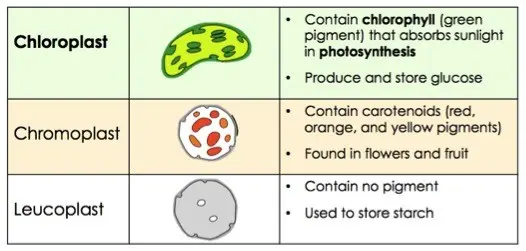 Chloroplasts contain chlorophyll (green pigment) that absorbs sunlight in photosynthesis. They produce and store glucose. Chromoplasts contain carotenoids (red, oragen, and yellow pigments). They are found in flowers and fruit. Leucoplasts contain no pigment. They are used to store starch.