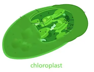 Chloroplast structure