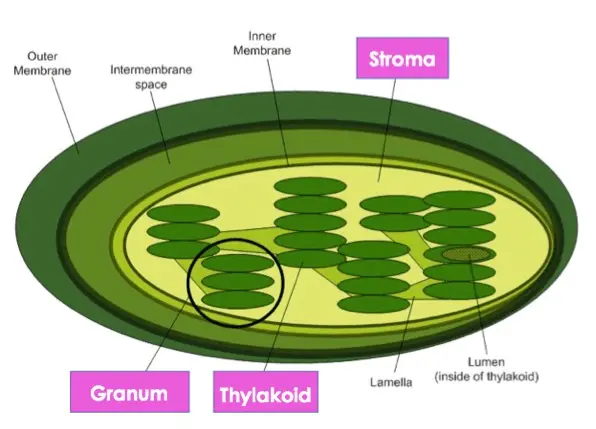 Diagram showing the structure of a chloroplast