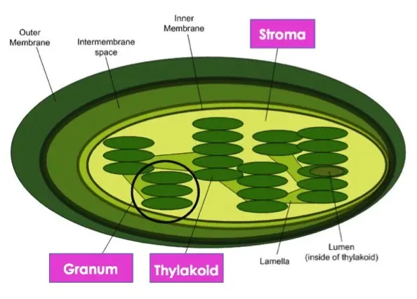 Chloroplast structure