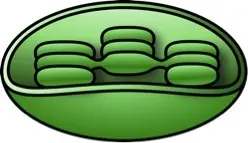 Photosynthesis takes place in chloroplasts.