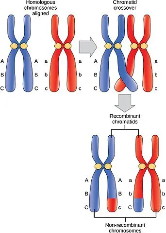 Crossing-over happens when homologous chromosomes trade some genetic information with each other.