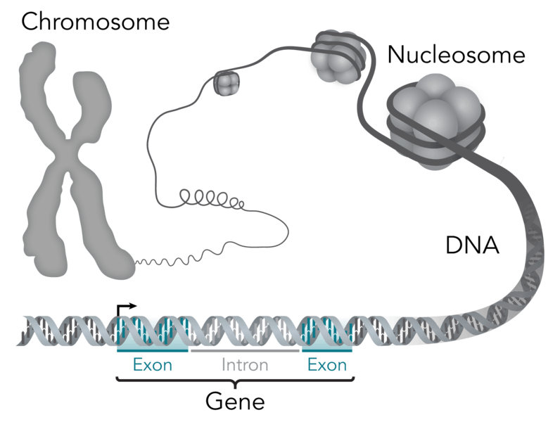 A diagram showing a chromosome uncoiling into a nucleosome, then DNA, and then a gene with exons and introns.