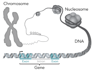 DNA is made up of genes.