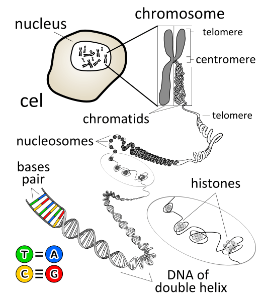 For base pairs are combined to make up DNA. The DNA takes a double helix shape, which is coiled around histones. They coil up even more to form telomeres, which make up the chromatids of a chromosome.