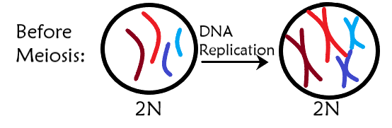 We start with a diploid cell, having two copies of each chromosome but only one chromatid. When DNA is replicated, the cell has two copies of each chromosome and two chromatids.