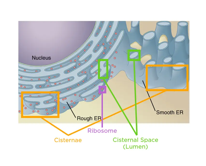 The folds of the ER membrane are called cisternae. Ribosomes cover the outside of the RER. The space inside the ER is called the cisternal space, or the lumen. 