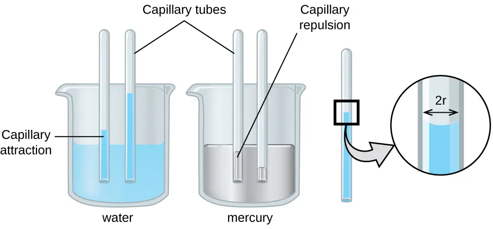 Capillary attraction draws water up a thin tube. Capillary repulsion repels mercury down the tube.