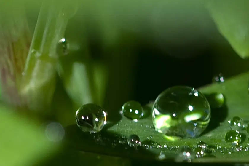 Water beads up on plant leaves