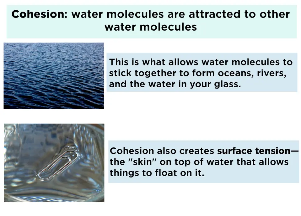 In cohesion, water molecules are attracted to other water molecules. This is what allows water molecules to stick together to form oceans, rivers, and the water in your glass. Cohesion also creates surface tension, the "skin" on top of water that allows things to float on it.