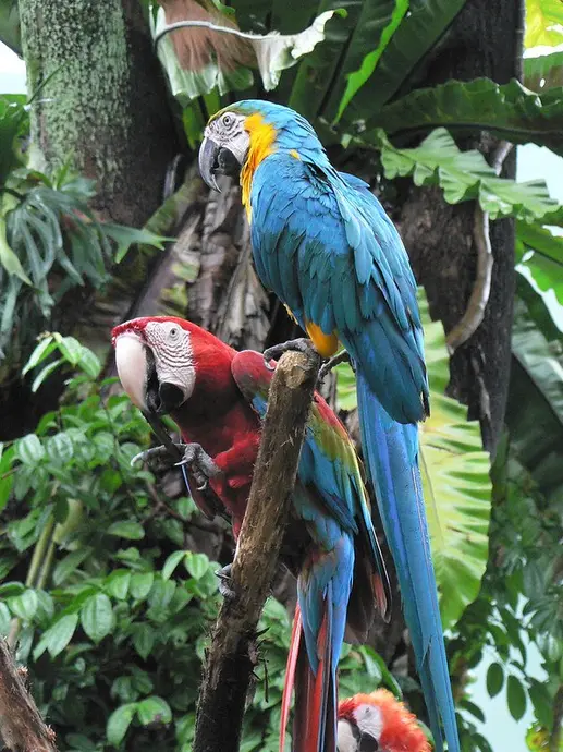 A blue and yellow parrot sits with a red parrot in the rain forest.