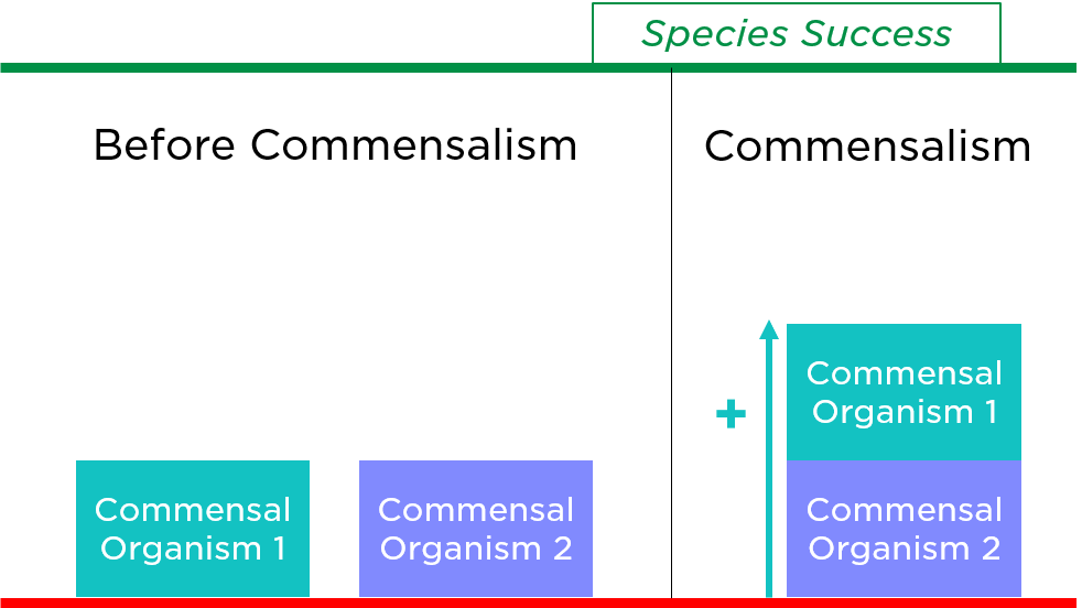 In commensalist symbiosis, one species is bumped closer to success by a second species. The second species is not affected positively or negatively.