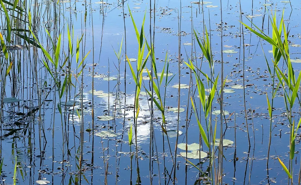 Pond with a reflection of the sun and plant life