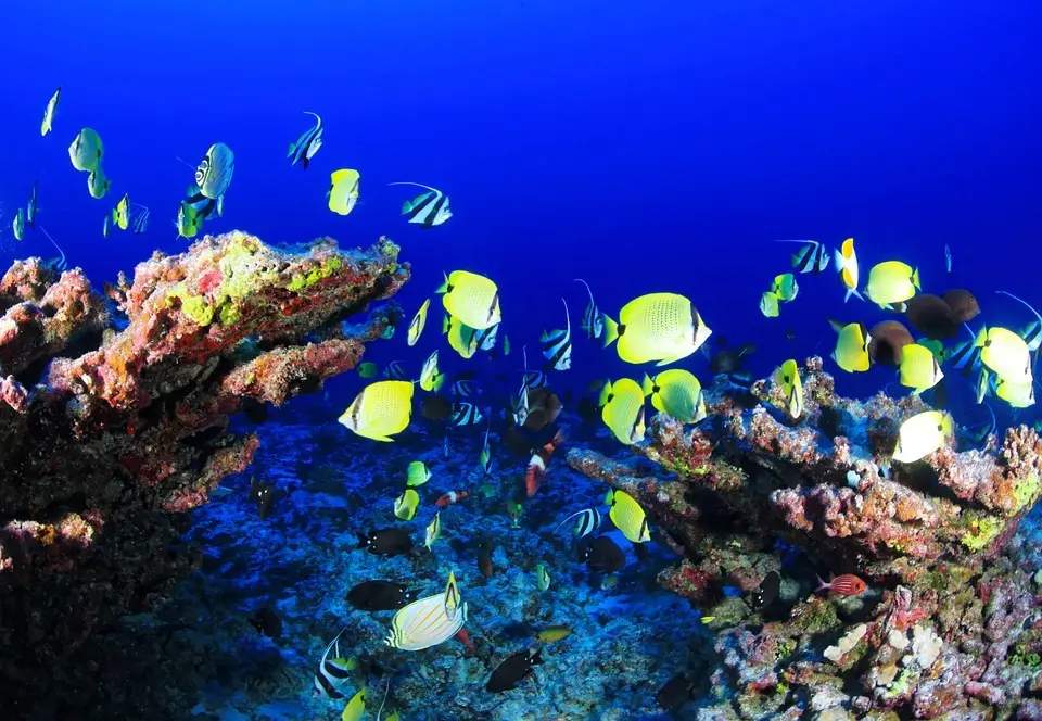 An ocean community consisting of many types of fish and coral