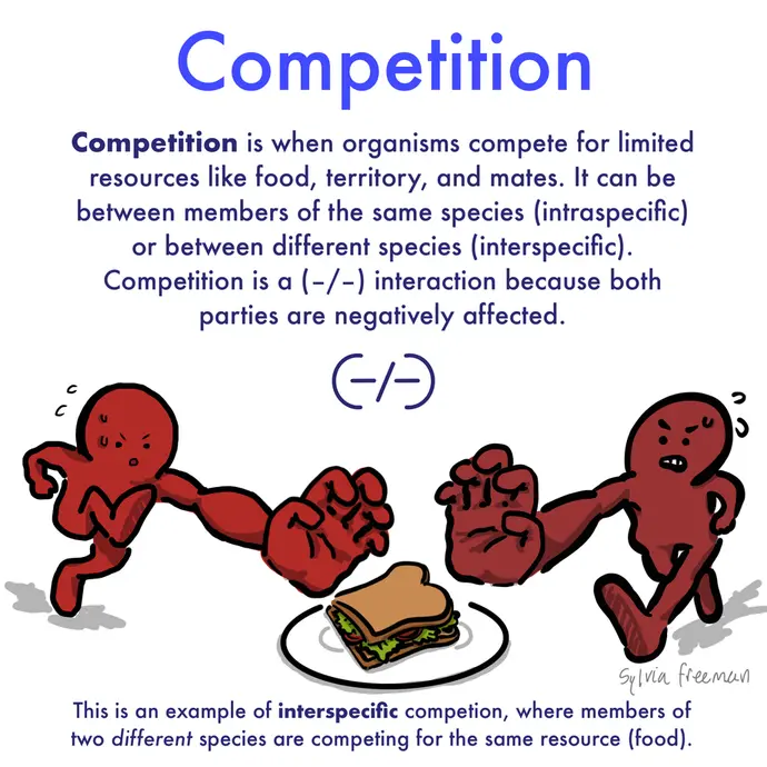 This is a cartoon illustration explaining what competition is. The image shows two blobby red guys competing by racing for a sandwich. The image text reads: Competition is when organisms compete for limited resources like food, territory, and mates. It can be between members of the same species (intraspecific) or between different species (interspecific). Competition is a (-/-) interaction because both parties are negatively affected. This particular image is an example of interspecific competition, where members of two different species are competing for the same resource (food).