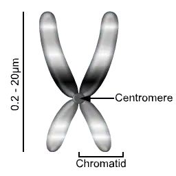 A chromosome is made of sister chromatids bonded at the centromere.