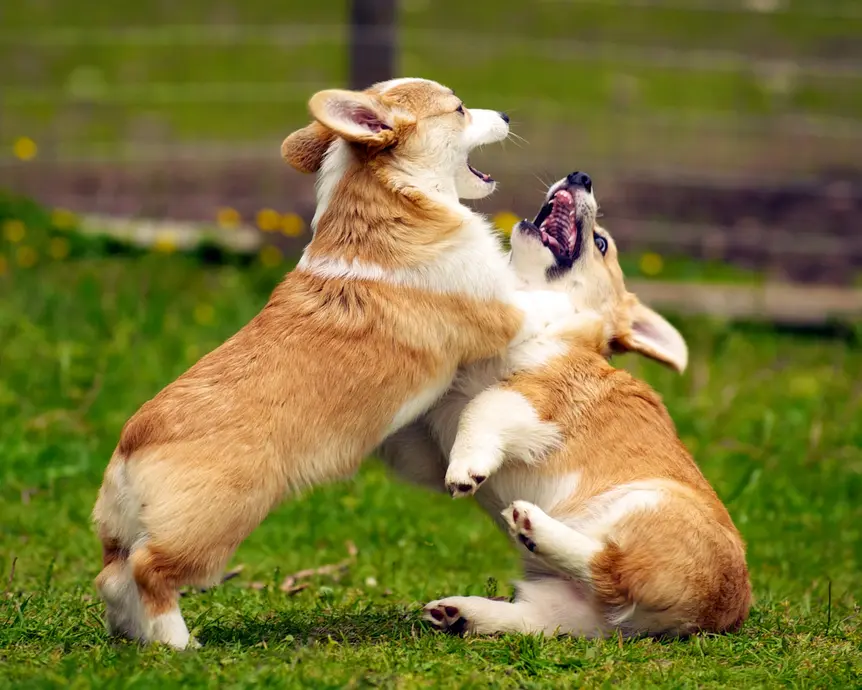 Two corgi puppies brawling