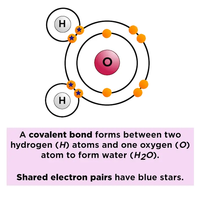 When a covalent bond forms, electrons are shared between atoms.