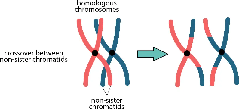 A diagram of crossing-over