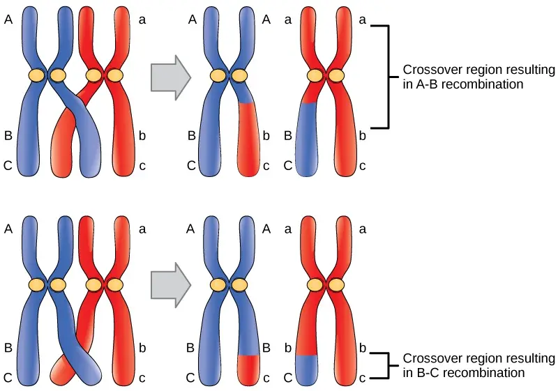 Homologous chromosomes can cross over in many different locations. This is what gives rise to genetic diversity.