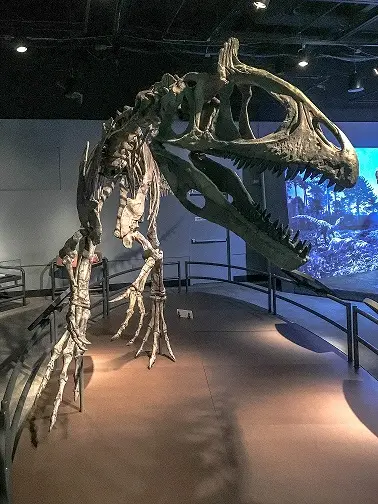 Skeleton of a Cryolophosaurus dinosaur