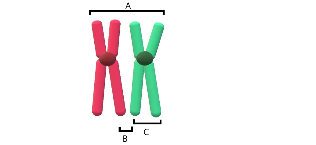 Two chromosomes are shown, one red and one green. Letter A points to both chromosomes.  B points to the bottom legs of both chromosomes, and c points to one chromosome. 